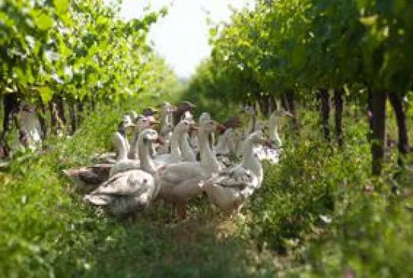 Cono Sur: Seit über 14 Jahren steht Nachhaltigkeit bei dem chilenischen Weingut im Vordergrund Bild: Cono Sur: Seit über 14 Jahren steht Nachhaltigkeit bei dem chilenischen Weingut im Vordergrund