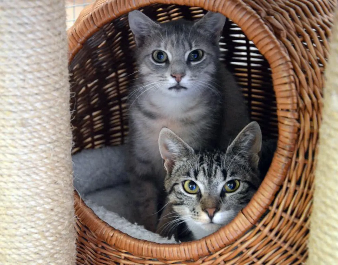 Katzen und Hunde können von Bach-Blüten profitieren. Copyright: Marion Friedl