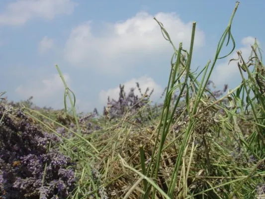 Bild: Für mehr Nachhaltigkeit: Farfalla arbeitet gemeinsam mit dem Fraunhofer IGB an neuem EU geförderten Projekt