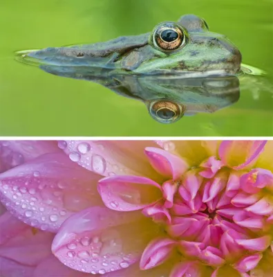 Bild: Faszination der kleinen Dinge: 1-tägigen Fotoseminar „Makrofotografie“ im Berggarten Hannover