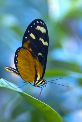 Bild: Frohe Botschaft der Fotoschule des Sehens - Noch 3 Termine für’s Fotoseminar „Tropische Schmetterlinge“ in 2009
