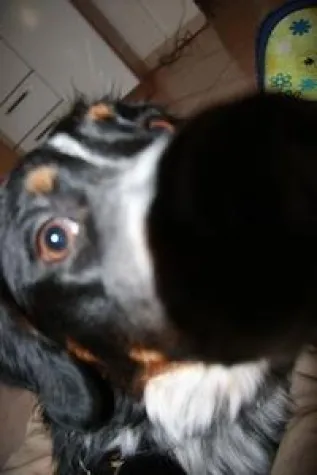 Bild: Hundesitter im Einsatz