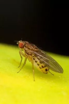 Bild: Alle Sommer wieder: Fruchtfliegen - Tipps für den Sieg im Kampf um die süßen Früchtchen