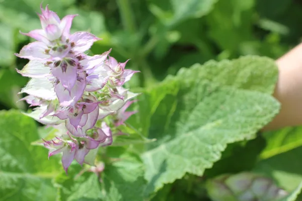 Bild: Fantastisch lebensfroher Sommer mit Muskatellersalbeiöl
