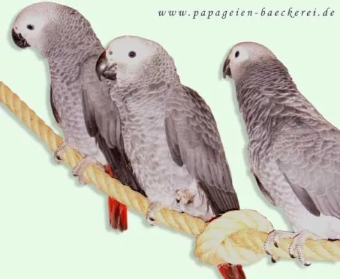 Thementag: Artspezifisches Papageienfutter ist ausschlaggebend für die Gesundheit der Vögel Bild: Thementag: Artspezifisches Papageienfutter ist ausschlaggebend für die Gesundheit der Vögel