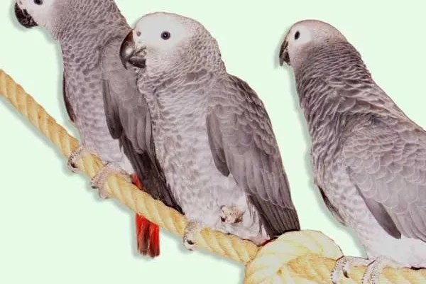 Bild: Thementag: Artspezifisches Papageienfutter ist ausschlaggebend für die Gesundheit der Vögel