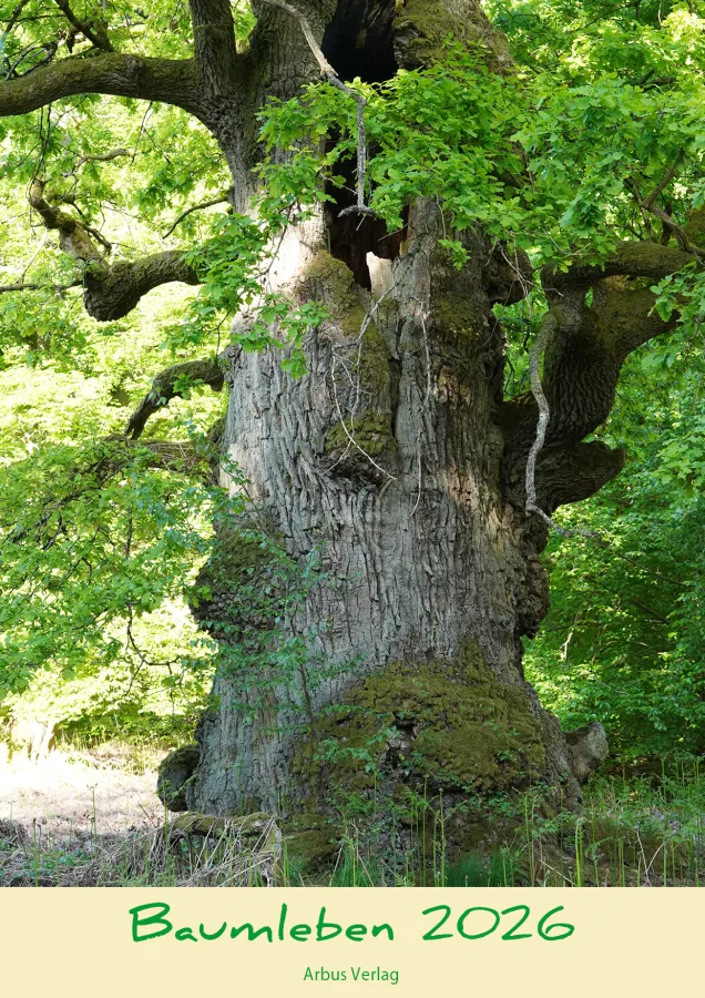 Sagenhafte Baum Kalender, Baumgestalten 2026, Baumleben 2026, Fotokalender