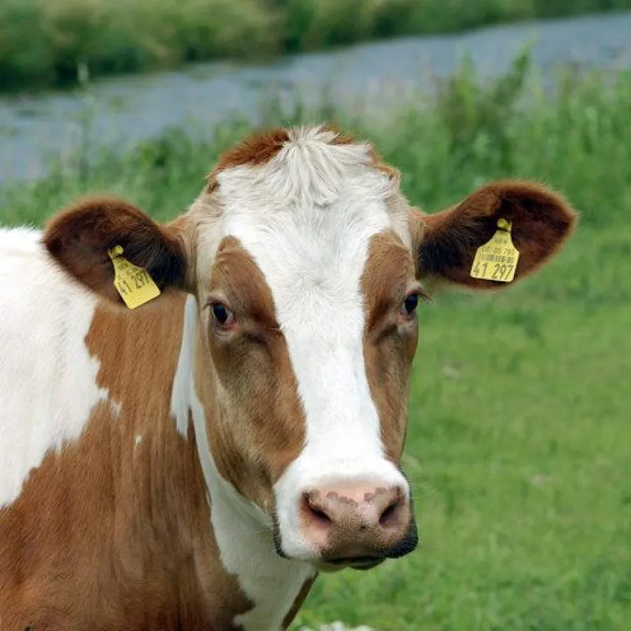 Mit BewiSpray 99 - FA, dem neuesten Produkt der Firma Bewital, wird die Energieversorgung optimiert.