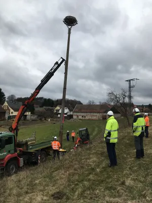 Artenschutz in Brandenburg: Netzbetreiber E.DIS stellt Nisthilfe für Störche in Neuzelle auf Bild: Artenschutz in Brandenburg: Netzbetreiber E.DIS stellt Nisthilfe für Störche in Neuzelle auf