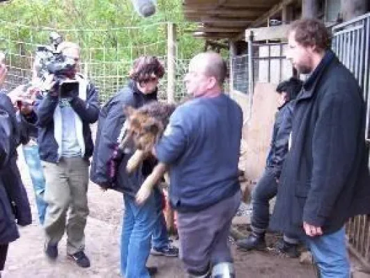 Bild: 21 Schäferhunde aus Tierhölle befreit - tierhilfe e.v. strasburg stellt Strafanzeige wegen Tierquälerei