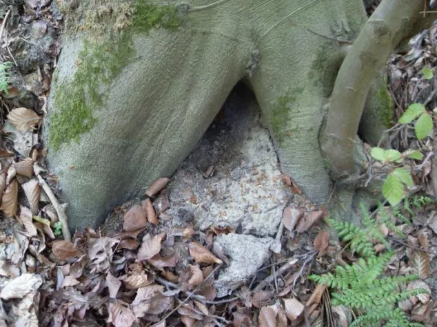 Bild: Das Auge, das durch die Natur geht, sieht anders