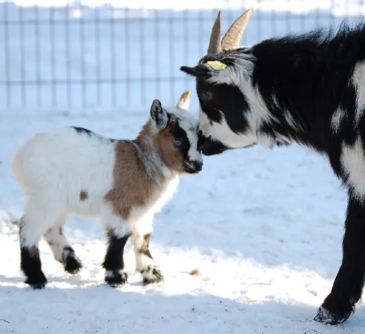 Bild: Babyboom im Wildpark Schwarze Berge