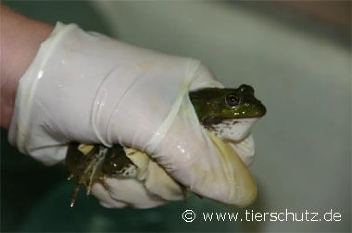 Frosch vor der Tötung, Institut für Physiologie, Universität Charkiw, Quelle: www.tierschutz.de