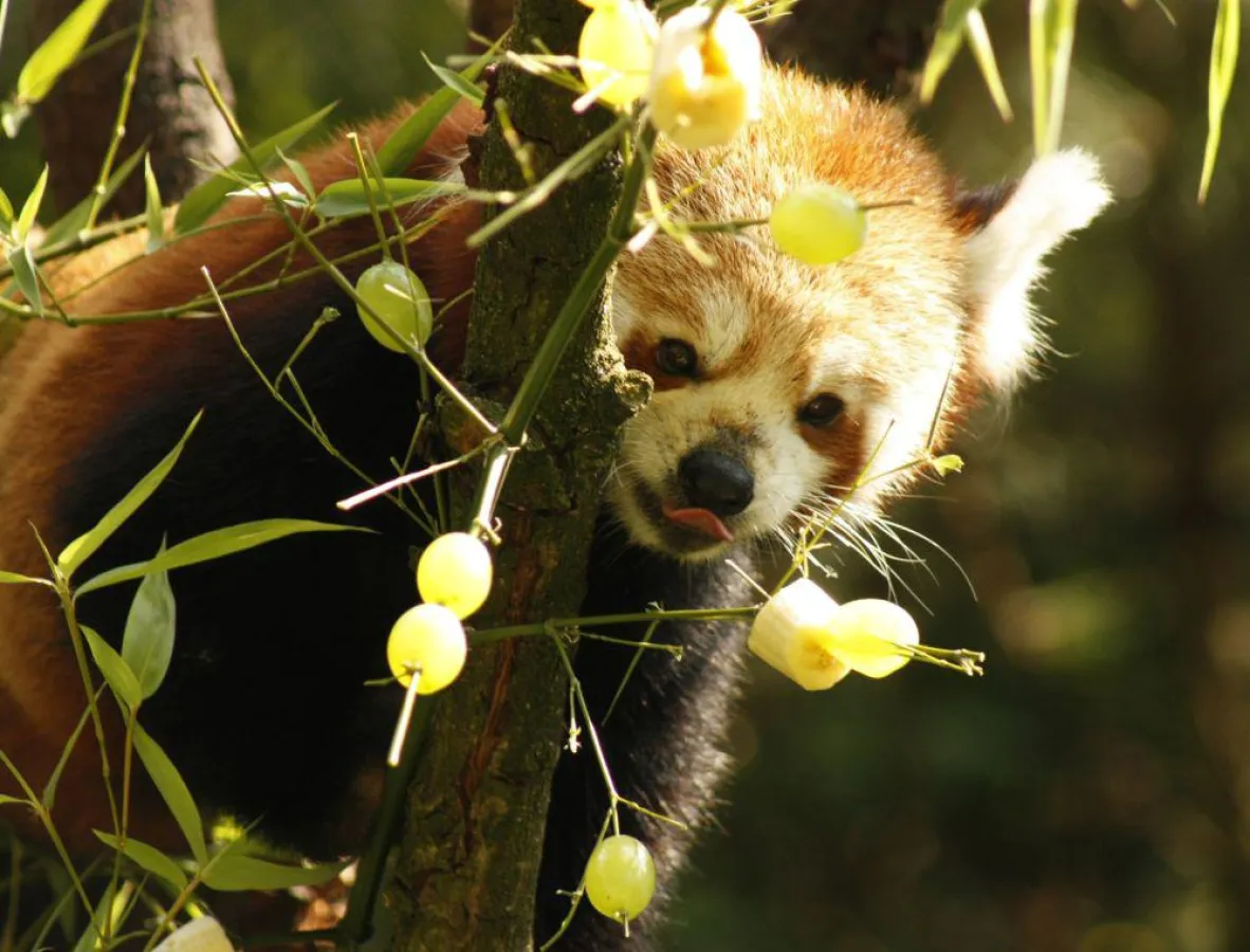 Katzenbär Ole im Erlebnis-Zoo Hannover