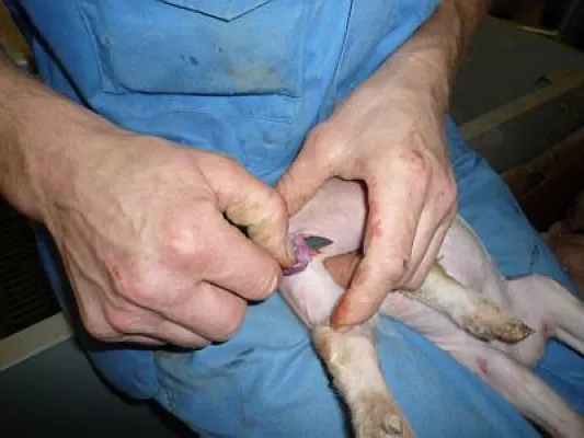 Bild: Agrarministerkonferenz 2018 in Münster und die Ferkelkastration