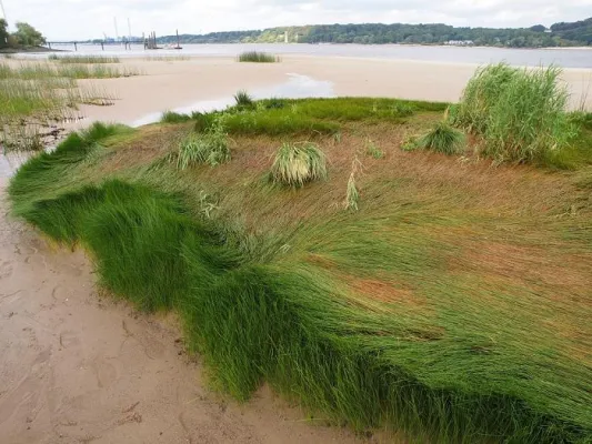 Bild: Der Lange Tag der StadtNatur am 2. Juli um 18:15 Uhr im NDR-Fernsehen