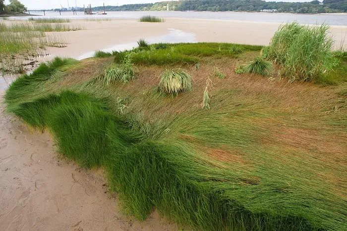 Bild: Der Lange Tag der StadtNatur am 2. Juli um 18:15 Uhr im NDR-Fernsehen