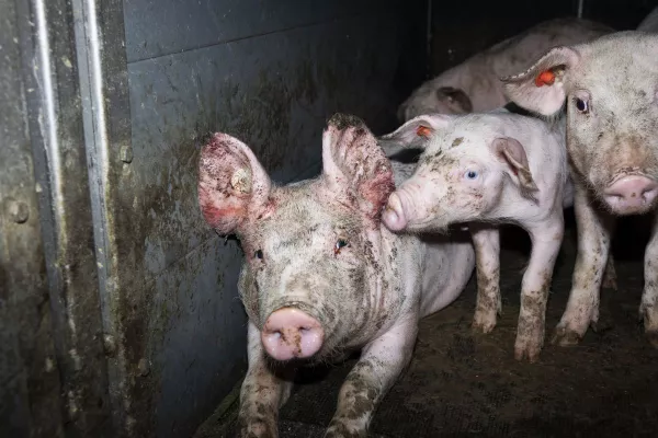 Bild: Nach Aufdeckung von Tierquälerei in 7 Schweinemast-Betrieben: Westfleisch reagiert nicht