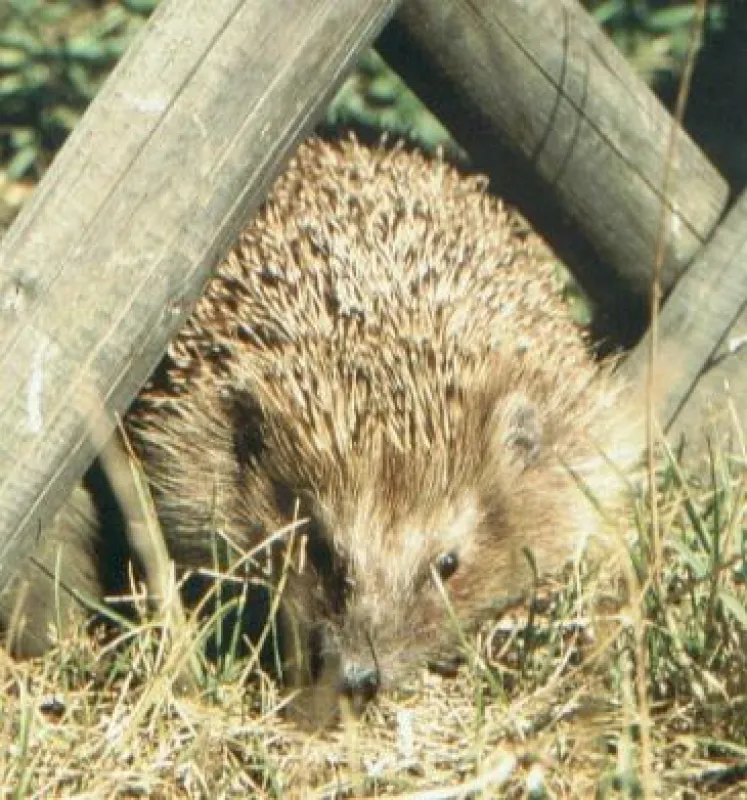 Faule Gärtner als Tierschützer