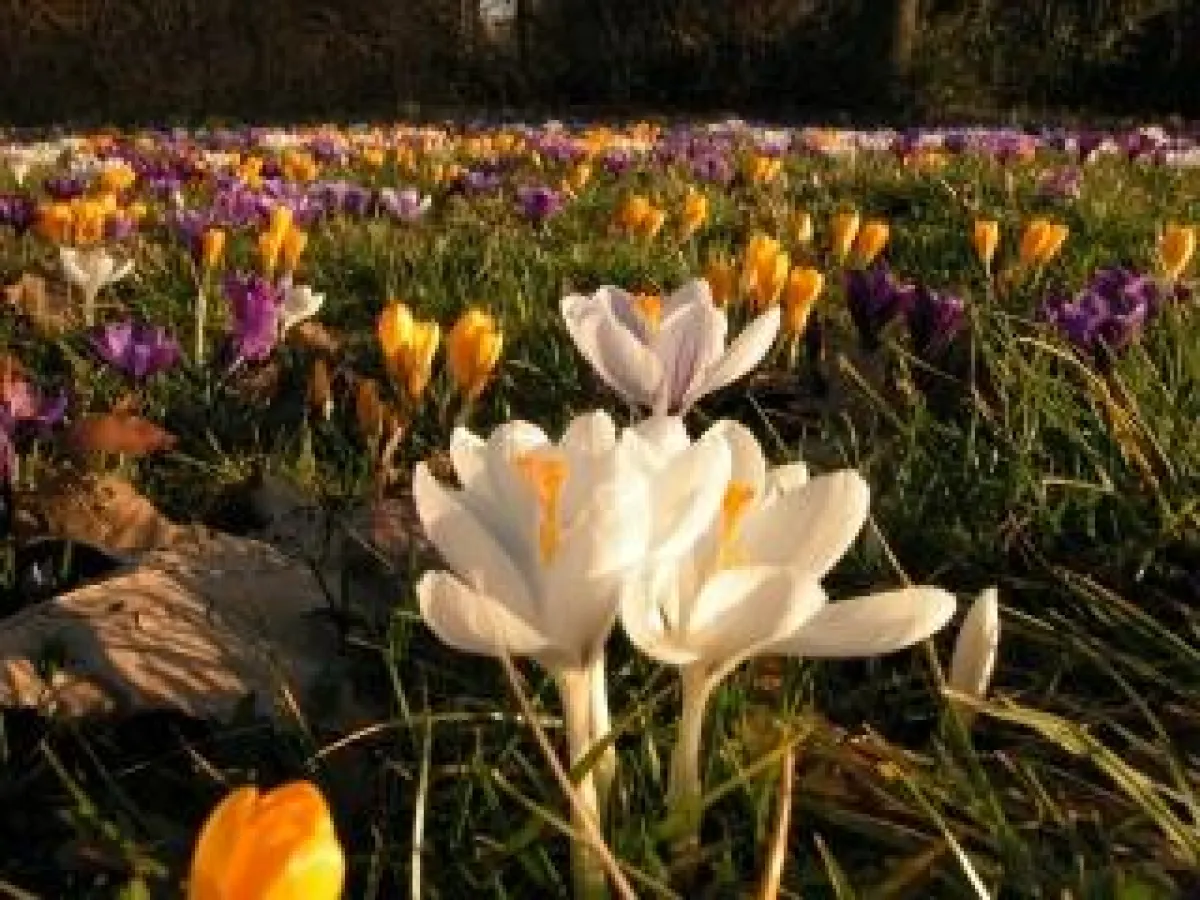 Es wird wieder Frühling: Die Krokusse läuten den Start ins Gartenjahr ein.