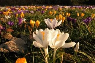 Frühlingsgefühle - zu Ostern ein neuer Garten Bild: Frühlingsgefühle - zu Ostern ein neuer Garten