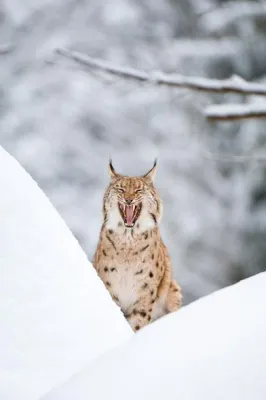 Bild: Fotoreise Bayerischer Wald im Winter