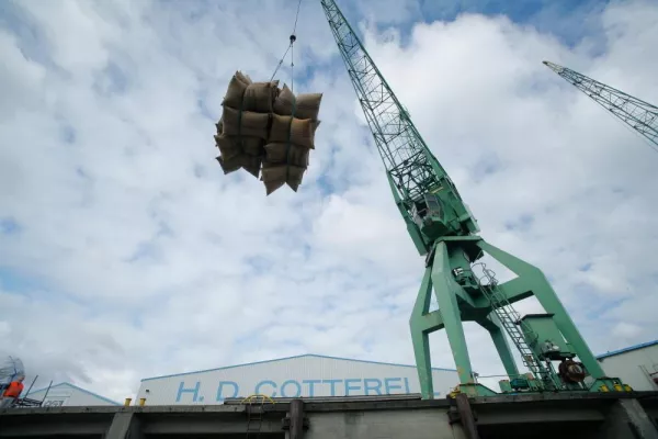 Quartiersfirma Cotterell wächst mit Kakao in Altenwerder-West Bild: Quartiersfirma Cotterell wächst mit Kakao in Altenwerder-West