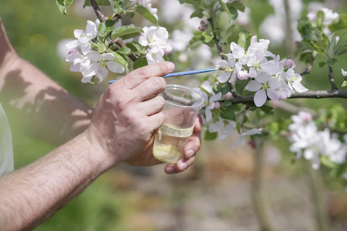 Lubera betreibt ein umfangreiches privates Züchtungsprogramm