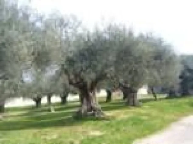 Bild: Olivenbaumpatenschaft La Rogaia, Was ist denn eigentlich so besonders an den La Rogaia Olivenbaumpatenschaften