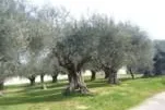 Olivenbaumpatenschaft La Rogaia, Was ist denn eigentlich so besonders an den La Rogaia Olivenbaumpatenschaften Bild: Olivenbaumpatenschaft La Rogaia, Was ist denn eigentlich so besonders an den La Rogaia Olivenbaumpatenschaften