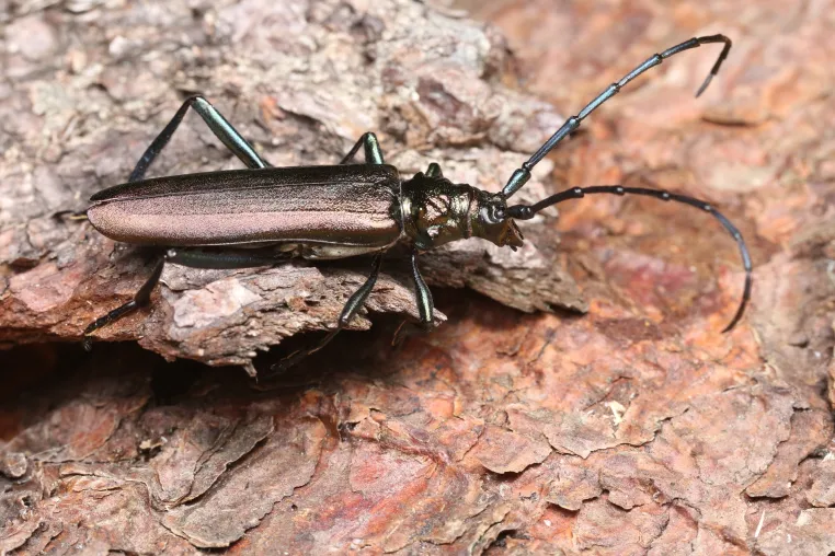 Bild: Insektenvielfalt der Schweiz im Wandel: Erkenntnisse aus neun Jahrzehnten 