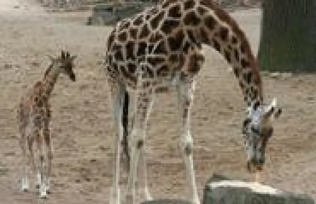 Bild: Jubiläum - 40. Rothschild-Giraffenbaby in Hannover geboren