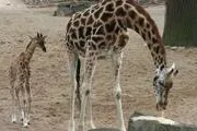 Bild: Jubiläum - 40. Rothschild-Giraffenbaby in Hannover geboren