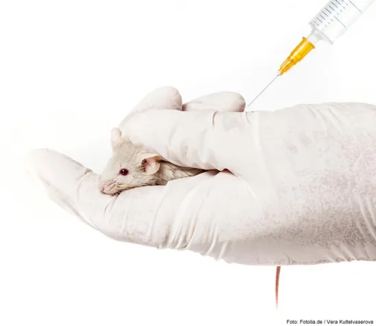 Forscher nähen Mäuse zusammen Bild: Forscher nähen Mäuse zusammen
