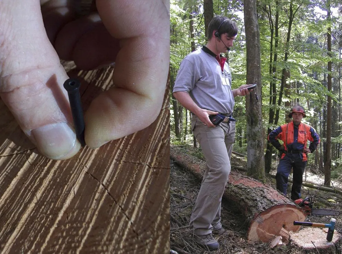 LTS in der Praxis: Eine Kunststoff-Nagelmarkierung mit RFID-Nummer wird bündig ins Holz getrieben. Per Scanner, Spracheingabe und PDA-Computer werden Stammdaten nun direkt im Wald erfasst und bleiben 