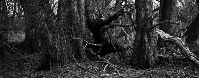 Bild: NORDISCHE GEBÜSCHE BEI FRIDAY REWIND
