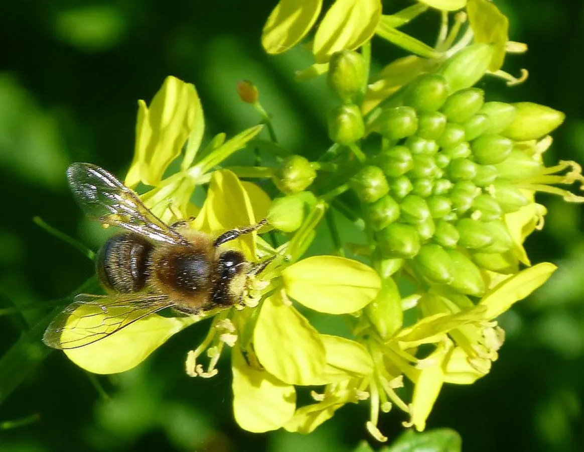 Honigbiene mit Blütenpollen