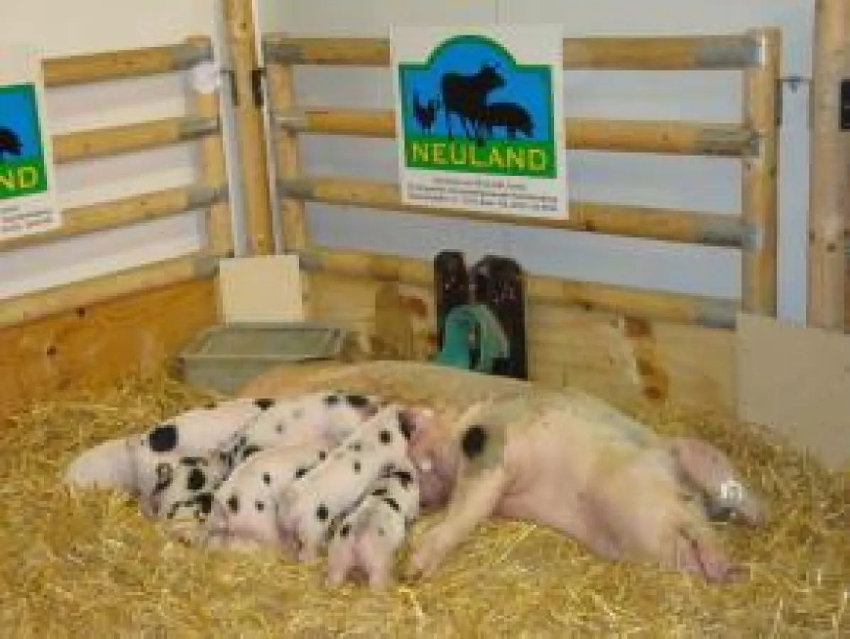 Auf Einstreu fühlen sich die Sau und ihre Ferkel wohl.   Foto: Ingrid Wendt