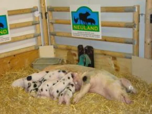 Bild: IGW zeigt Kontrastprogramm bei der Tierhaltung