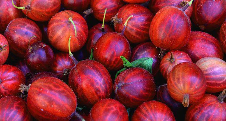 Bild: Naturkost als Ergänzung des Speiseplans!