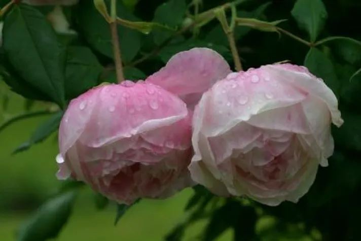 Bild: Im Namen der Rose: Rosenzeit im Rosenhof – Rosige Wellness-Woche mit blumigen Extras