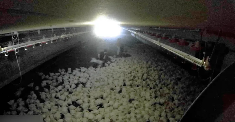 Bild: Geworfen, getreten, in Möckern geschlachtet: Tierquälerei bei Wiesenhof-Zulieferer