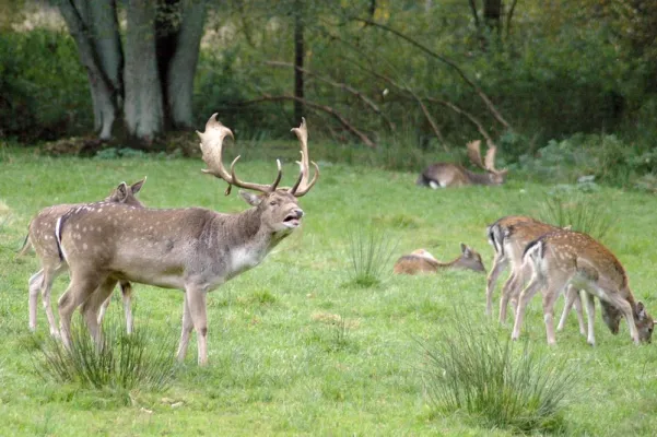 Bild: Beginn der Damwildbrunft im Wildpark Eekholt