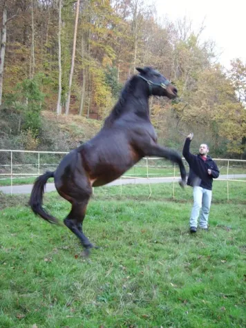 Bild: Europäische Pferde Akademie Düsseldorf - Fortbildung zum "zertifizierten Pferdeverhaltenstherapeut/in EPA"