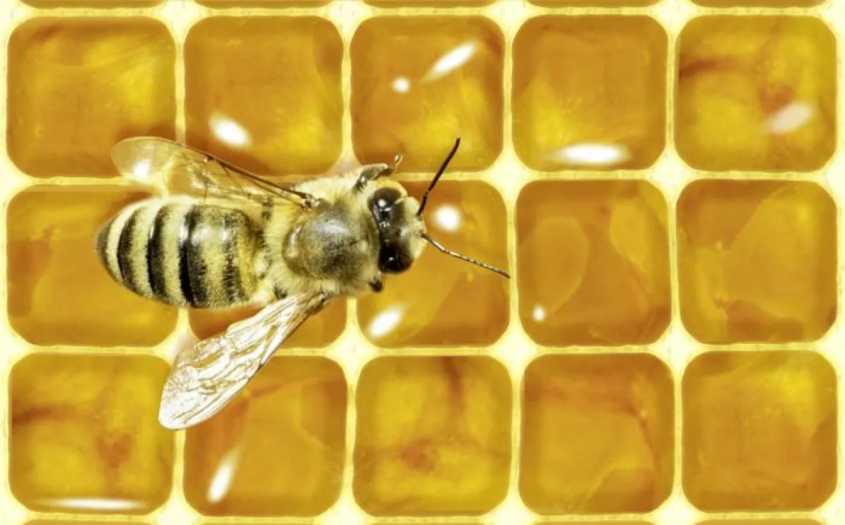 Bienen sparen 10% des Materials durch hexagonförmige Waben. Quelle: Emamidesign