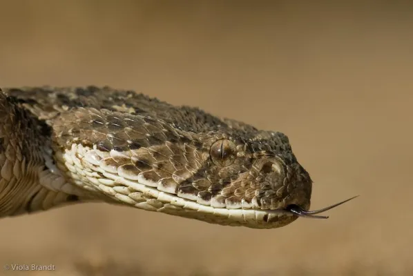 Fotosafari nach Südafrika - Big 5 hautnah fotografieren Bild: Fotosafari nach Südafrika - Big 5 hautnah fotografieren