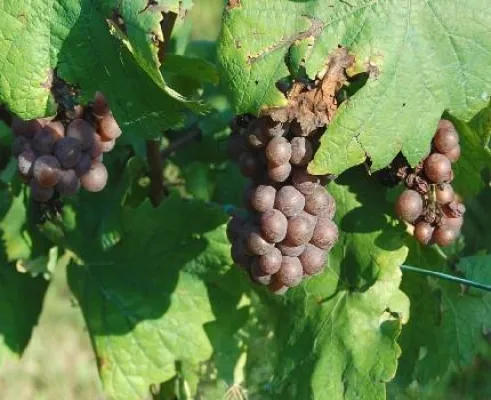 Wein aus Sardinien - Die Ernte hat begonnen Bild: Wein aus Sardinien - Die Ernte hat begonnen