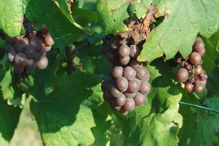Bild: Wein aus Sardinien - Die Ernte hat begonnen