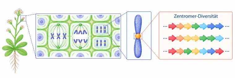Bild: Älteste Teile des Genoms behalten trotz Mutationen ihre Funktion