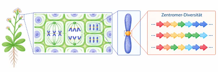 Älteste Teile des Genoms behalten trotz Mutationen ihre Funktion Bild: Älteste Teile des Genoms behalten trotz Mutationen ihre Funktion